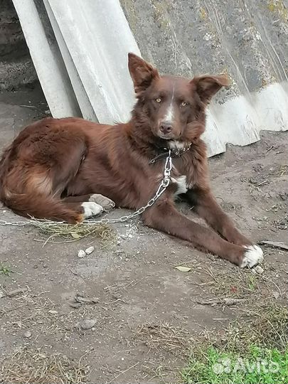 Нора, ищет дом)