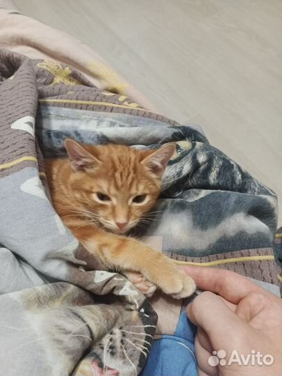 Персик (девочка)