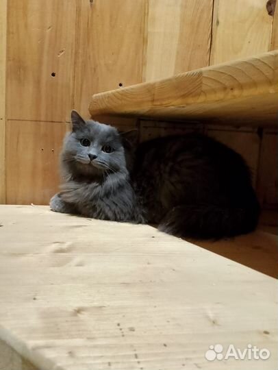 Кот в дар