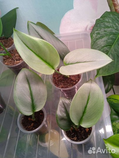 Сциндапсус Мунлайт, Жаде сатин