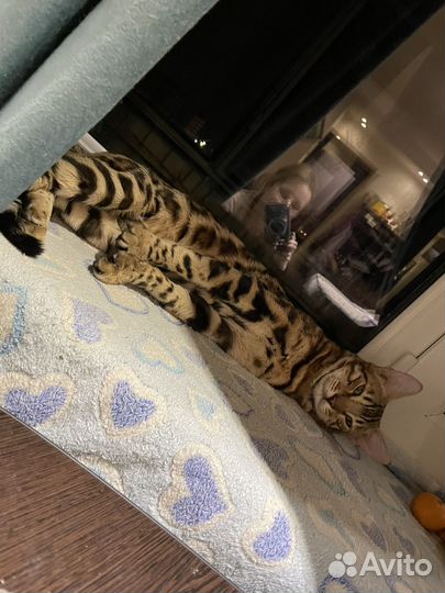 Продам Бенгальского кота