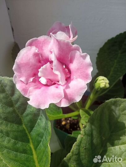 Глоксиния махровая