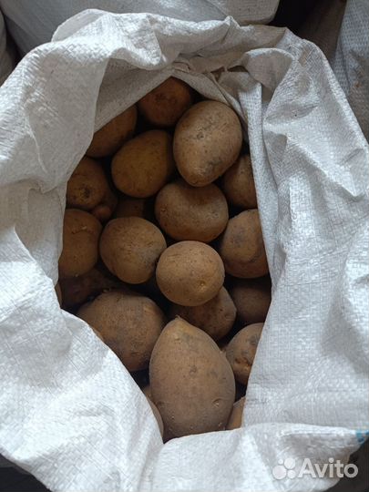 Картофель семенной