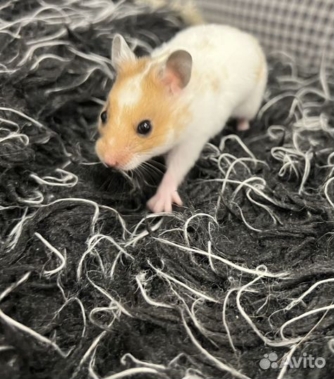 Сирийский хомяк