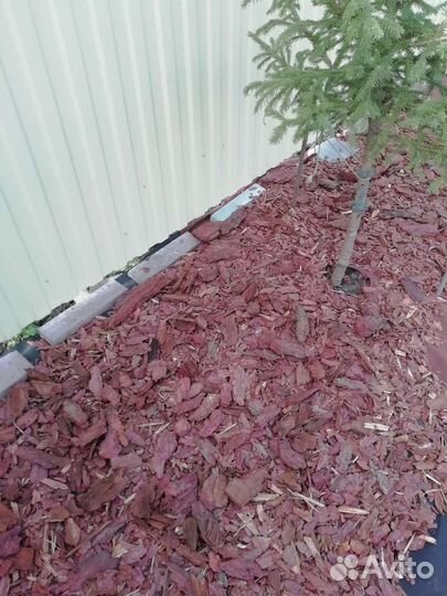 Мульча кора лиственницы