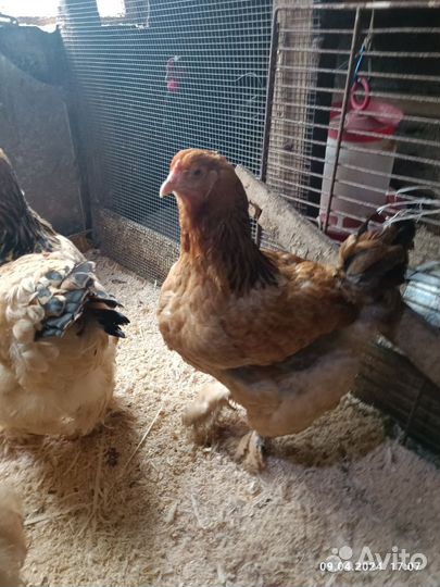 Брама колумбийская и палевая