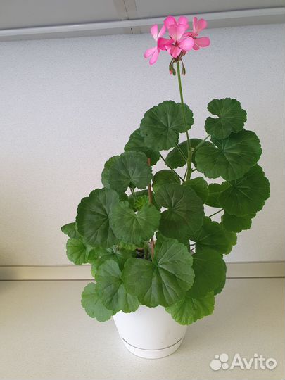 Комнатные цветы герань