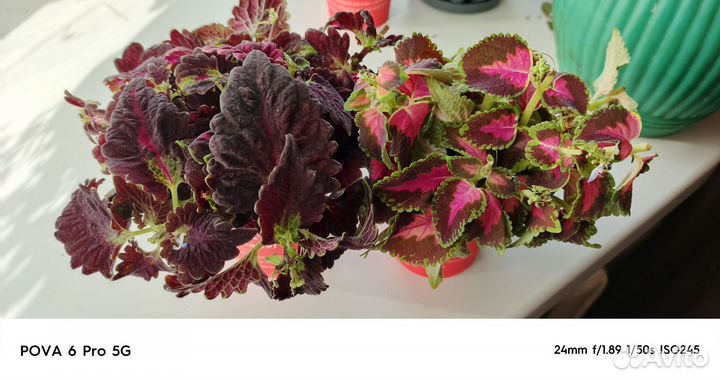 Комнатные цветы