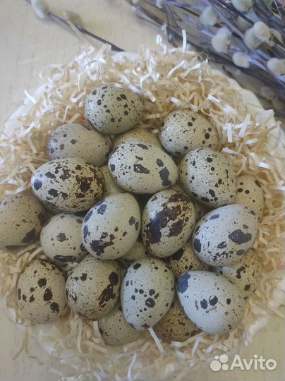 Продам яйца перепелиные, домашние,крупные, свежие