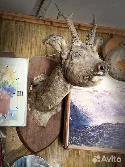 Чучело головы косули