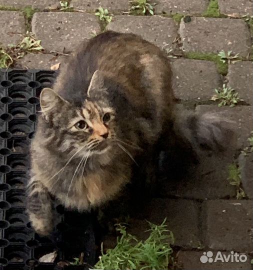 Котята в добрые руки даром
