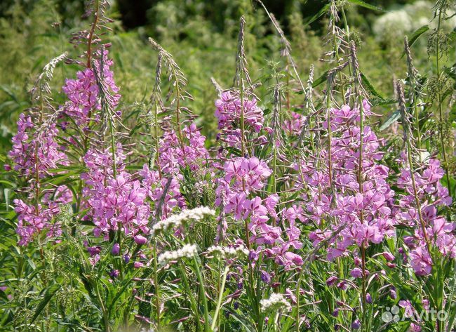 Семена и корни Кипрея (Иван-чая) почтой по России