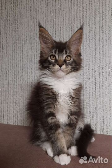 Девочка мейн-кун