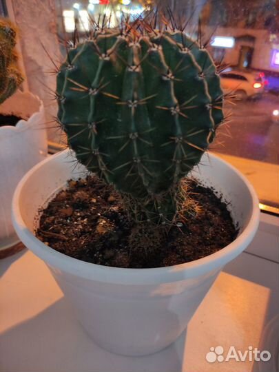 Большой кактус