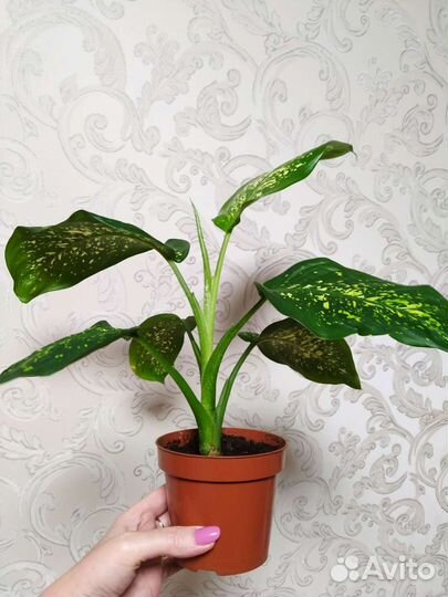 Диффенбахия