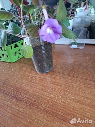 Россада цветы.Ахименес