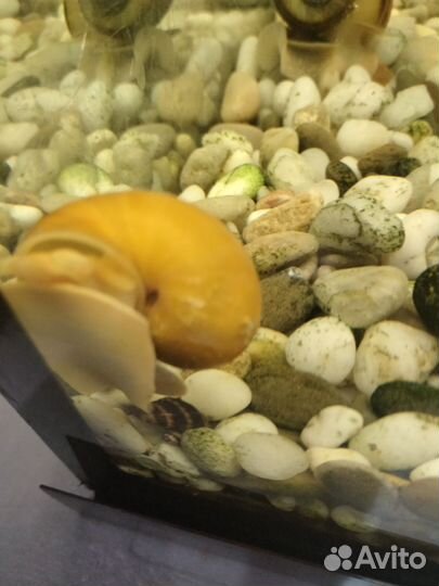 Улитки ампулярии