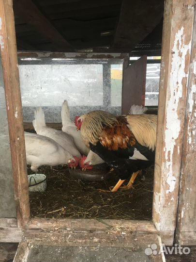 Продам кур-несушек