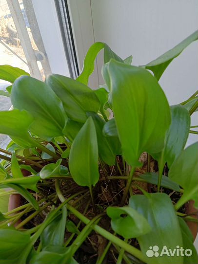 Дримиопсис