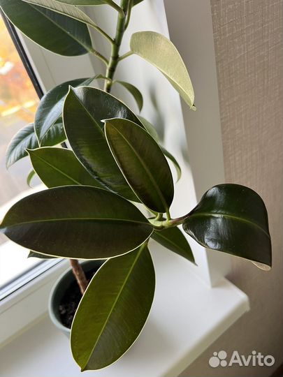 Фикус каучуконосный