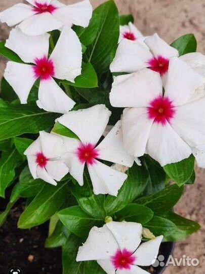 Катарантус, семена