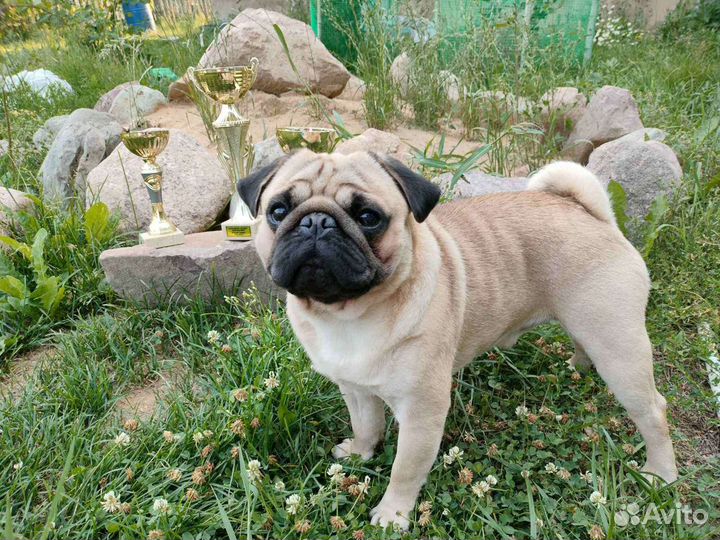 Мопс вязка мальчик