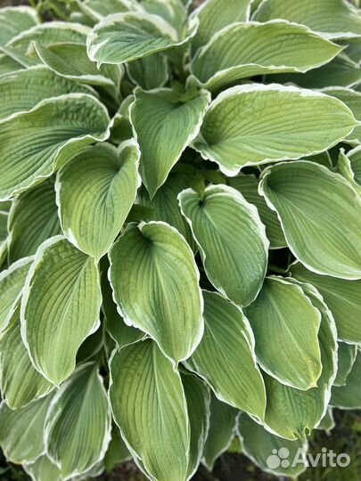 Хосты, многолетники