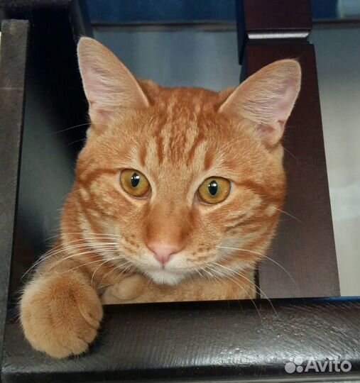 Кот для вязки