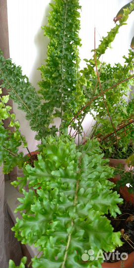 Папоротник