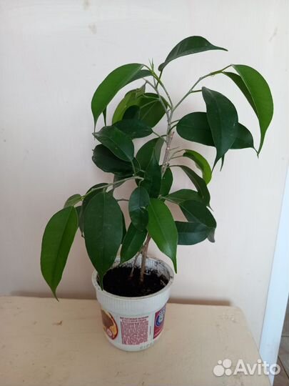 Фикус бенджамина
