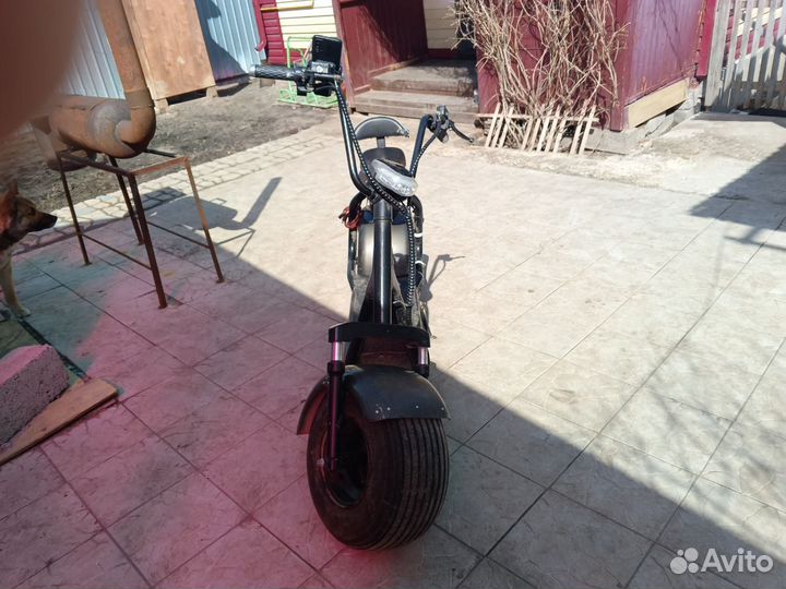 Harley City Coco - 2019 год