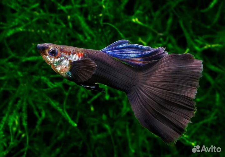 Аквариумные рыбки