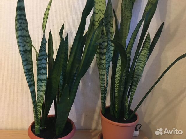Сансивиерия(щучий хвост, тещин язык).Большие 120см