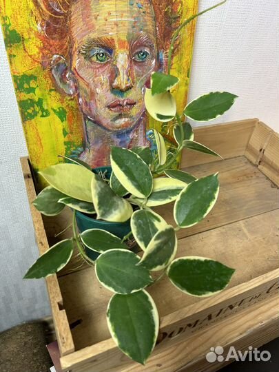 Хойя пахиклада альбомаргината