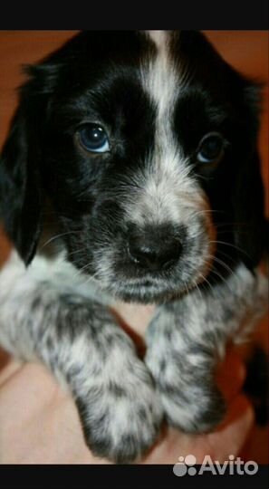 Щенок спаниеля