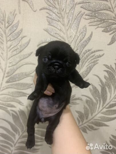 Щенки мопса