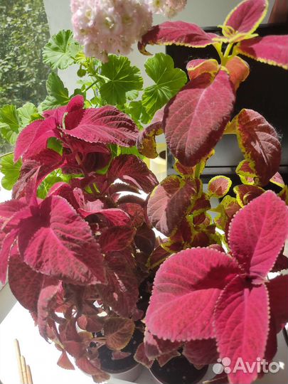 Колеус свежий срез