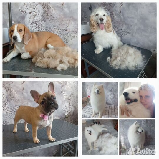 Груминг Собак и Кошек