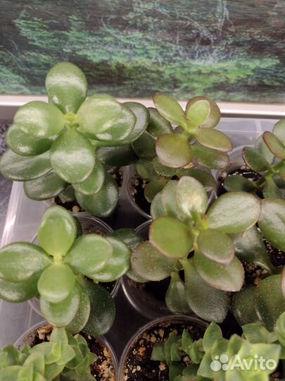 Аихризоны, котиледоны, крассулы