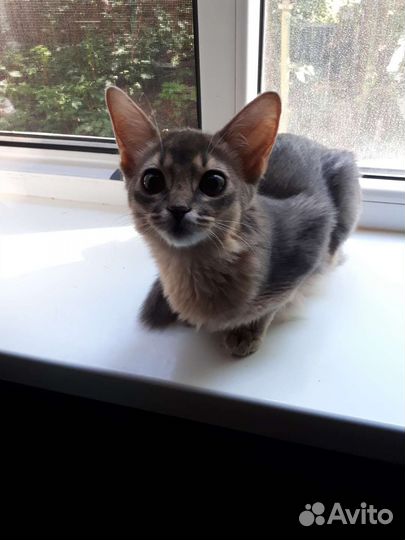Сомалийские котята