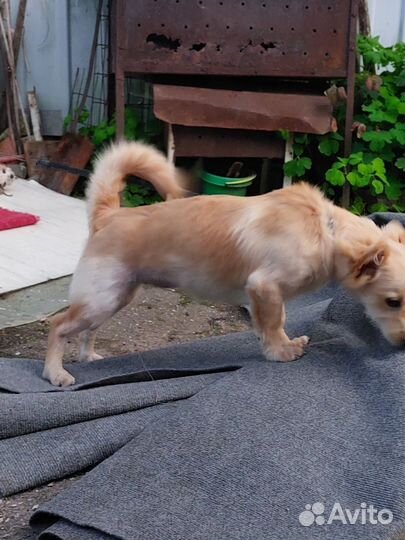 Собака в добрые руки отдам бесплатно