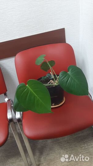 Диффенбахия,монстера