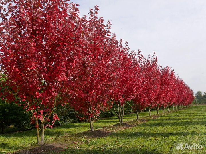 Клен Гиннала