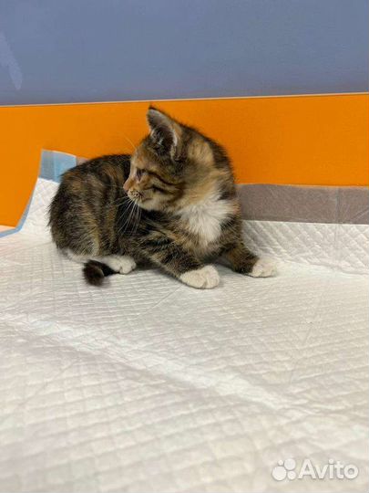 Котики бесплатно