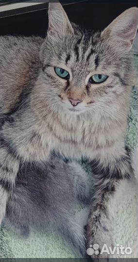 Кошки в добрые руки