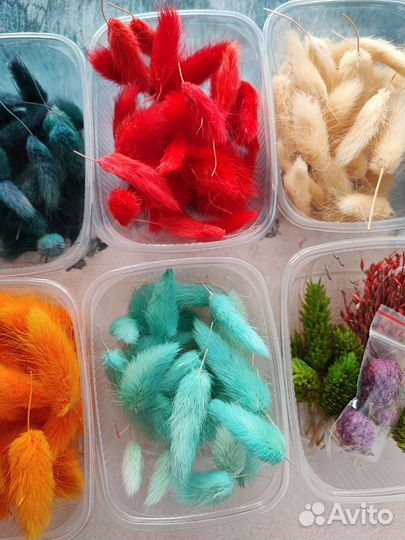 Сухоцветы для творчества лагурус лаванда