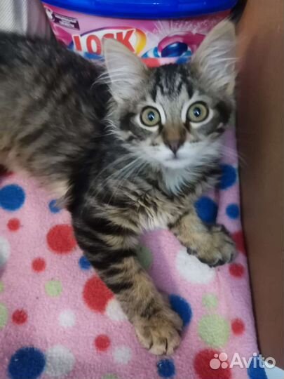 Пушистое счастье в добрые руки