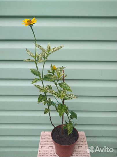 Махровая многолетняя ромашка, матрикария и желтая