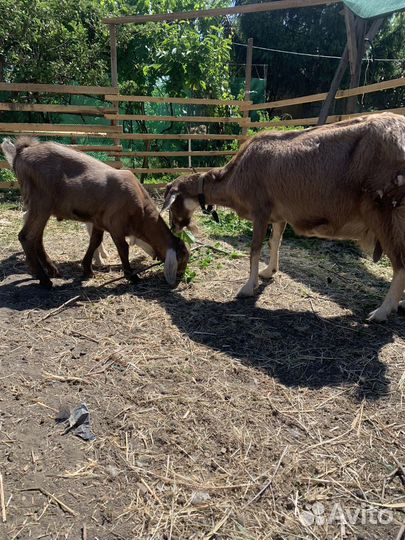 Козы с козлятами