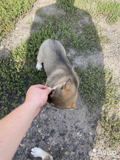 Щенки от хаски